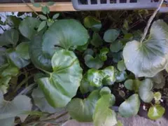 yn様 リクエスト 2点 まとめ商品