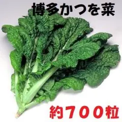 ＜野菜の種＞かつお菜　約700粒　2.5ｍｌ　博多かつを菜　旨い野菜