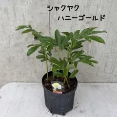 シャクヤク ハニーゴールド 7号鉢 蕾付き 苗 芍薬 - メルカリ