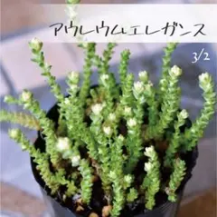 2026年最新】多肉植物抜き苗の人気アイテム - メルカリ