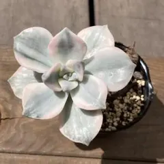 マサト様 リクエスト 5点 まとめ商品