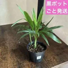①苗負担軽減のため❣️黒ポットごと発送❣️テーブルヤシ　チャメドレアエレガンス 6苗