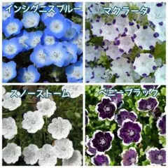 花の種　ネモフィラ４種Mixの種のサムネイル