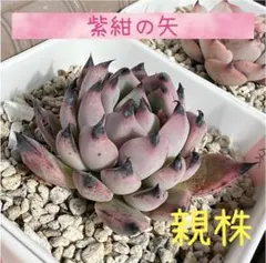 ❤️確認用❤️ミックスベリア❤️紫紺の矢❤️カット発根管理中〜♪✨メルカリ便✨札なし ❤️確認用❤️ミックスベリア❤️紫紺の矢❤️カット発根管理中