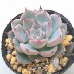 2026年最新】ミックスベリアの人気アイテム - メルカリ