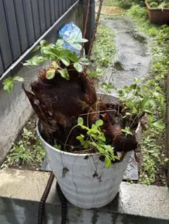 ビカクシダの枯れ苗からイチゴが奇跡的に生えてきた鉢植え 観葉植物 苺