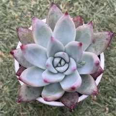 2026年最新】ホリコロの人気アイテム - メルカリ