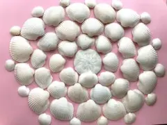白い天然貝殻　約50コ