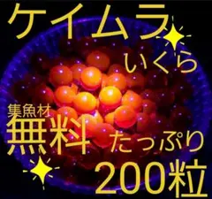 いくらワーム　いくらルアー　ルアー　ワーム　ケイムラ　ニジマス　アジ　200のサムネイル