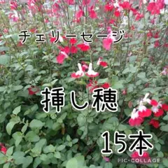 チェリーセージ 挿し穂 4本 多花性 希少 ハーブ 苗 ツートンカラー