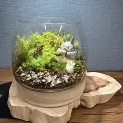 苔テラリウム　トトロのフィギュア入り　ウッドベース大サイズ　(オーダー品例) 苔テラリウム トトロのフィギュア入り ウッドベース特大サイズ