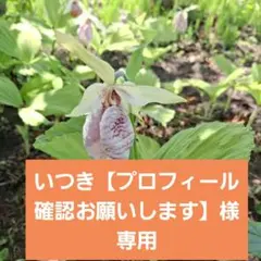 専用です・クマガイソウ苗6本+1本 2026年最新】クマガイソウの人気アイテム - メルカリ