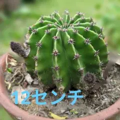 サボテン 多肉植物 群生　短毛丸　たんげまる　12センチ　子株
