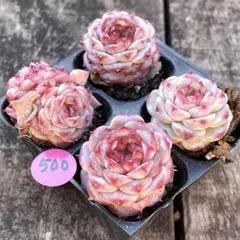 シーちゃん様 リクエスト 4点 まとめ商品