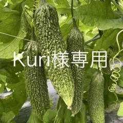 農家直送！佐土原ゴーヤ4本のサムネイル