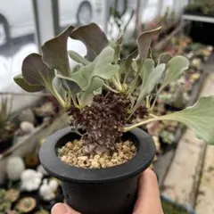 2026年最新】オトンナヘレーの人気アイテム - メルカリ