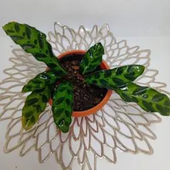 あんじー様 リクエスト 2点 まとめ商品