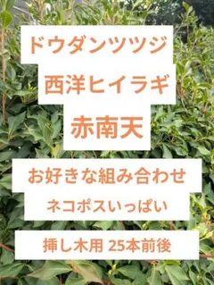 ドウダンツツジ・ヒイラギ・ナンテン 挿し木用 枝 25本前後（ネコポスいっぱい）のサムネイル