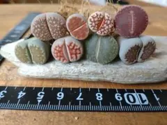 2026年最新】多肉植物 リトープスの人気アイテム - メルカリ