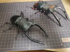 いきもの大図鑑アドバンス マンディブラリスフタマタクワガタ(赤褐色、黒)セット