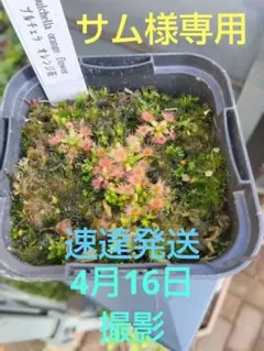 サム様専用　 食虫植物 　ドロセラ　プルチェラ　オレンジフラワー