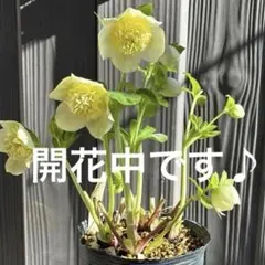 【加藤農園認定札付き】クリスマスローズ　ゴールドモーリー 2025年最新】加藤農園モーリーの人気アイテム - メルカリ