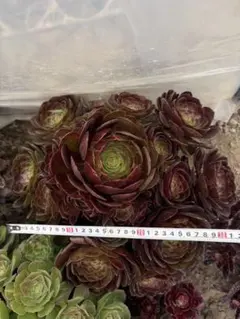 多肉植物。ピンクモンキー錦抜き苗18頭 - メルカリ