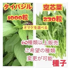 2026年最新】空芯菜 種の人気アイテム - メルカリ
