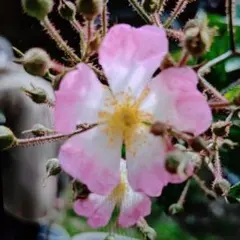 macchyun様 リクエスト 3点 まとめ商品