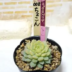 2026年最新】おらいさん苗 ちょこんの人気アイテム - メルカリ