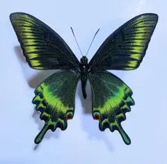 ポメ白玉様 リクエスト 3点 まとめ商品