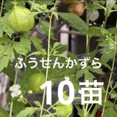 フウセンカズラ 抜き苗 1０苗予備苗付き♡緑のカーテン・ドライフラワー・花材のサムネイル