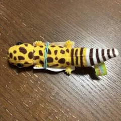 レオパのきいちゃん