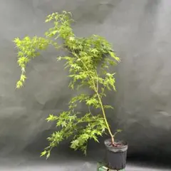 モミジ アリアドネ 鉢植え苗木 H70cm前後 イロハモミジ ヤマモミジ カエデ モミジ アリアドネ|ヤマモミジ系 H70cm前後 もみじ 紅葉 カエデ 苗木