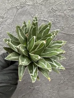 2026年最新】アガベ大株の人気アイテム - メルカリ