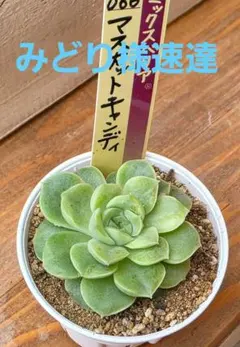 2026年最新】おらい 多肉植物さん苗の人気アイテム - メルカリ