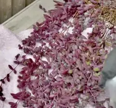 多肉植物　ルビーネックレス