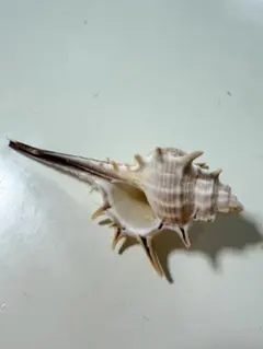 美品 貝殻標本 ヒレガイ アクキガイ科 5.85cm - メルカリ