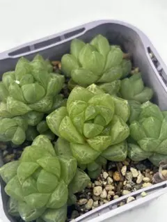 多肉植物 ハオルチア オブツーサ草緑トルンカータのサムネイル