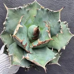 2025年最新】魔丸 アガベの人気アイテム - メルカリ