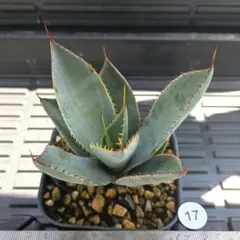 キミドリ様 リクエスト 2点 まとめ商品