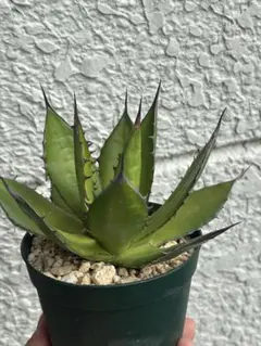 2026年最新】アガベ ホリダ 大株の人気アイテム - メルカリ