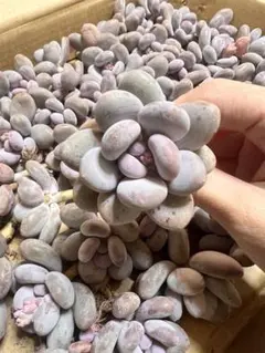 はるはれ様 リクエスト 7点 まとめ商品