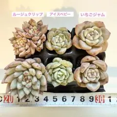 多肉植物 エケベリア 3品種6苗 プラグ苗 根付き ルージュクリップ等