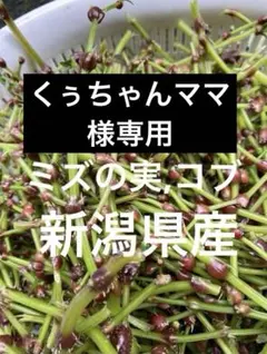 山菜　ミズの実　ミズのコブ　新潟県産　採れたて新鮮発送