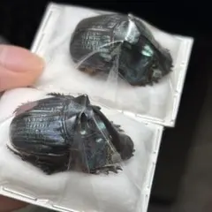 ボナリエンシスオオニジダイコクpr　ブルー系　大型　パッキング標本 ボナリエンシスオオニジダイコクpr ブルー系 大型 パッキング標本