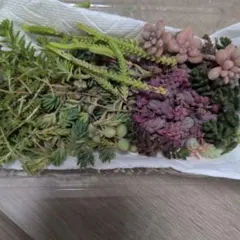 多肉植物セダム9種詰め合わせ②