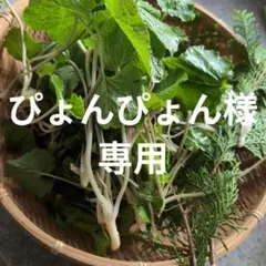 ぴょんぴょん様専用 無農薬 わさび葉 ガニメ 250ｇ