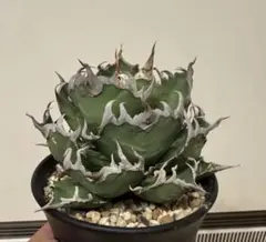 2026年最新】 アガベ シーザー セットの人気アイテム - メルカリ