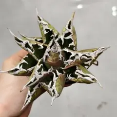 2026年最新】赤猫 アガベの人気アイテム - メルカリ